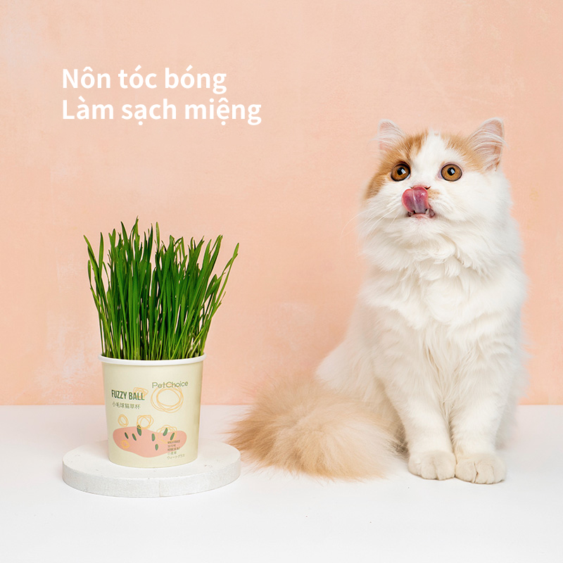 ZOEF Mèo Cỏ Hạt Giống Mèo Cỏ Trồng Bộ Dinh Dưỡng Đất Thủy Canh Bộ QHMPS00861
