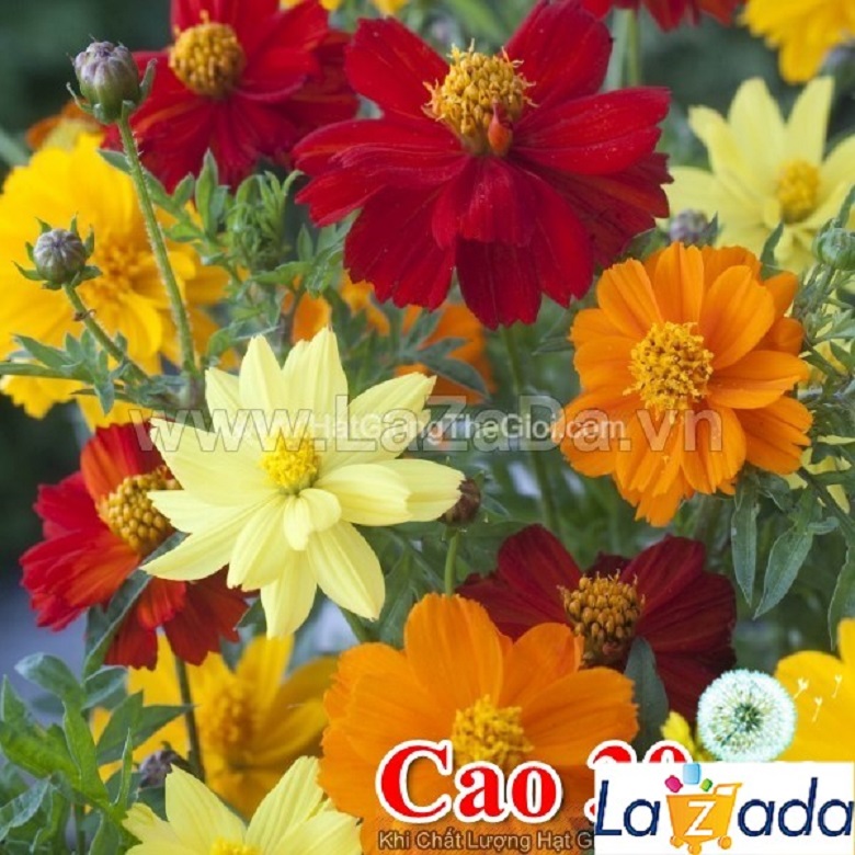 5gr 500.hạt hạt giống hoa cúc sao nháy siêu lùn 30cm kép mix
