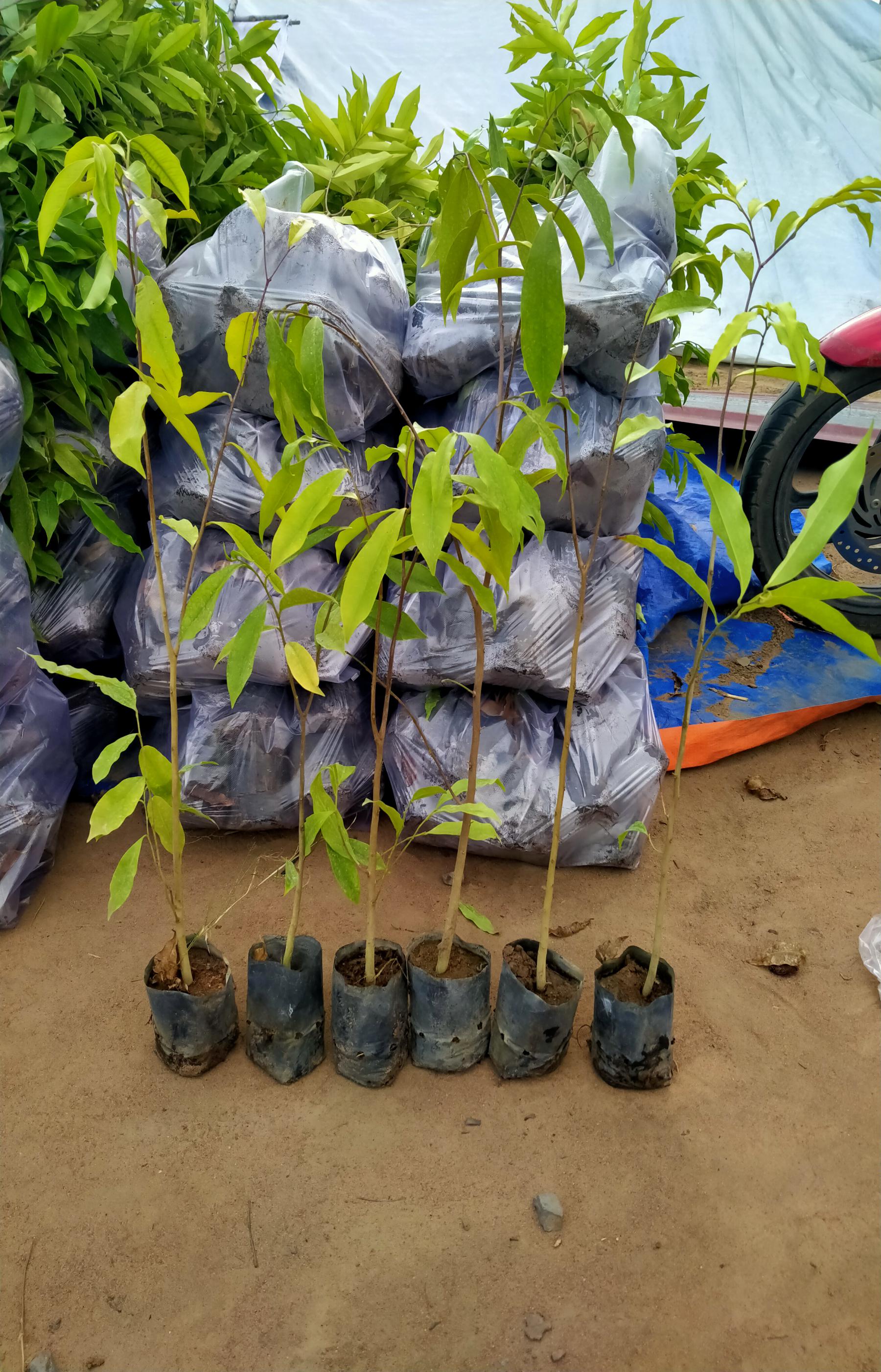 Combo 10 cây trầm hương (gió bầu)