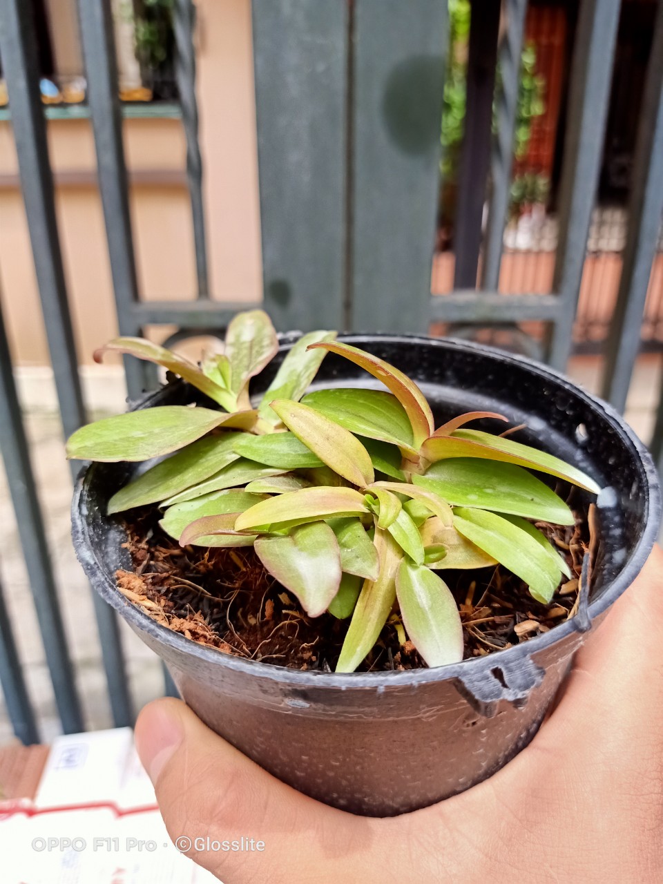 Siêu Phi Điệp Di Linh Tam Bố
