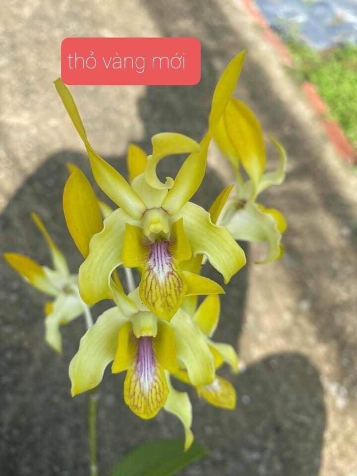 Hoa lan thỏ vàng
