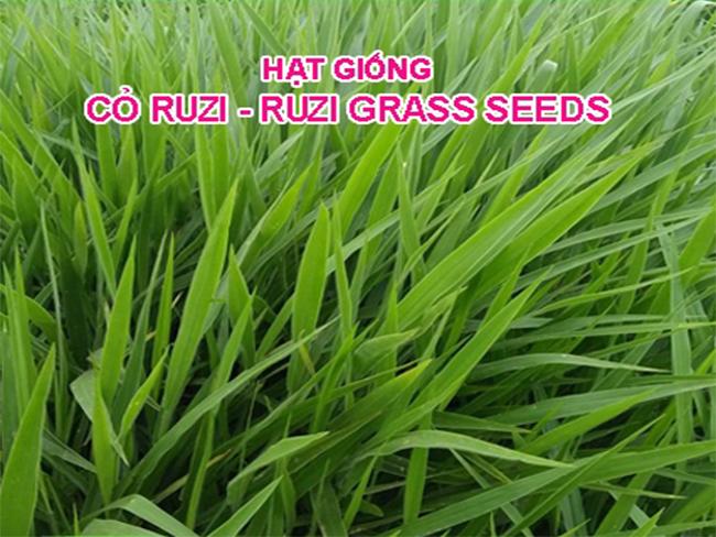 [HCM]Hạt giống Cỏ Ruzi (Ruzi grass seeds)_Gói 100g .