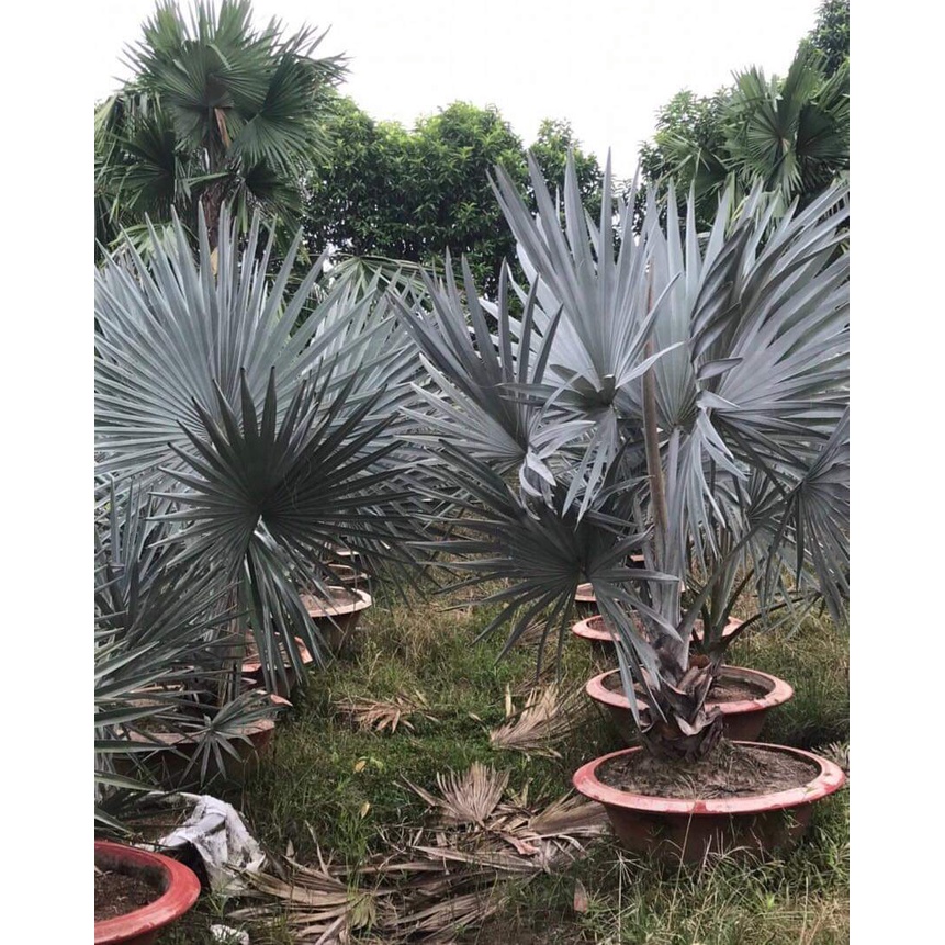 CÂY GIỐNG KÈ BẠC ( TRỒNG CHẬU ĐƯỢC )