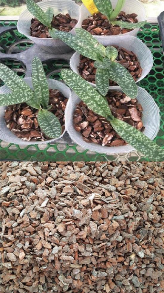 Vỏ thông trồng lan size 2-3 cm túi 1kg