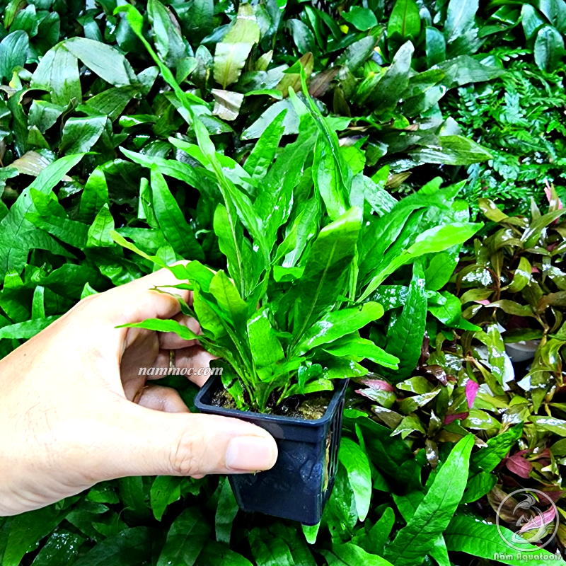 Cây Dương Xỉ Java Mini (Microsorum java) | Cây Thuỷ Sinh Dễ Đẹp - Cực Dễ Chăm - Không Cần CO2