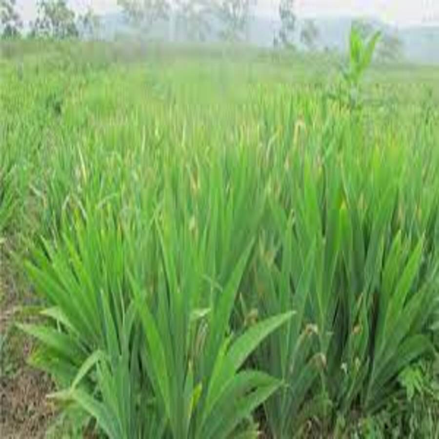 Xả Hàng - Xạ can (rẻ quạt) tươi,
