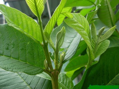 1 Kg Lá ổi tươi