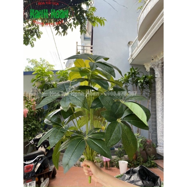 CÂY HOA SỮA GIẢ 18 LÁ CAO 80cm - CÂY DECOR