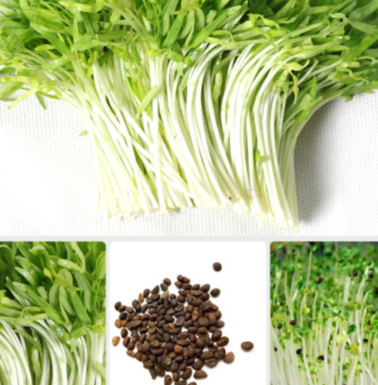 [HCM]Hạt giống cải mầm - Sprouting radish gói 30gr