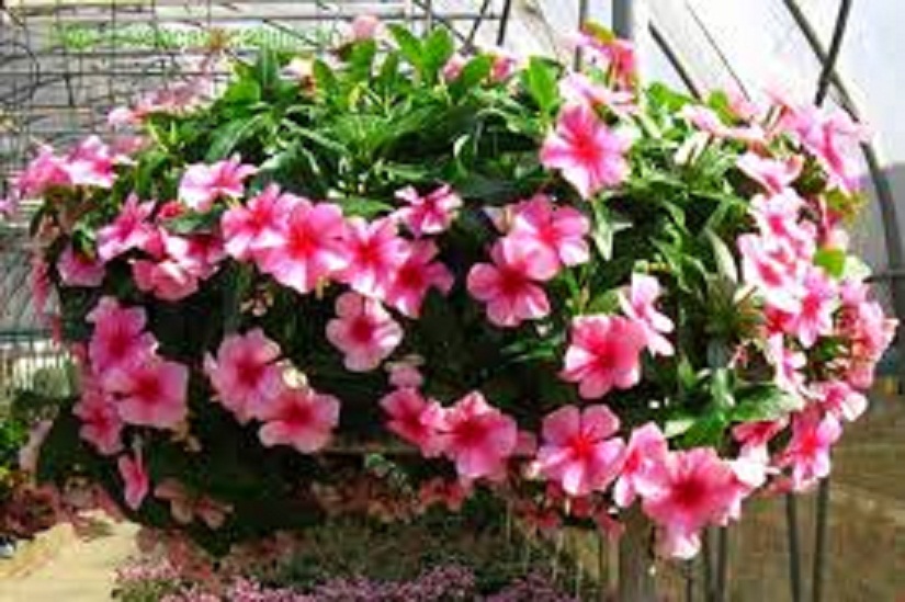 CHẬU HOA DỪA CẠN SIÊU ĐẸP