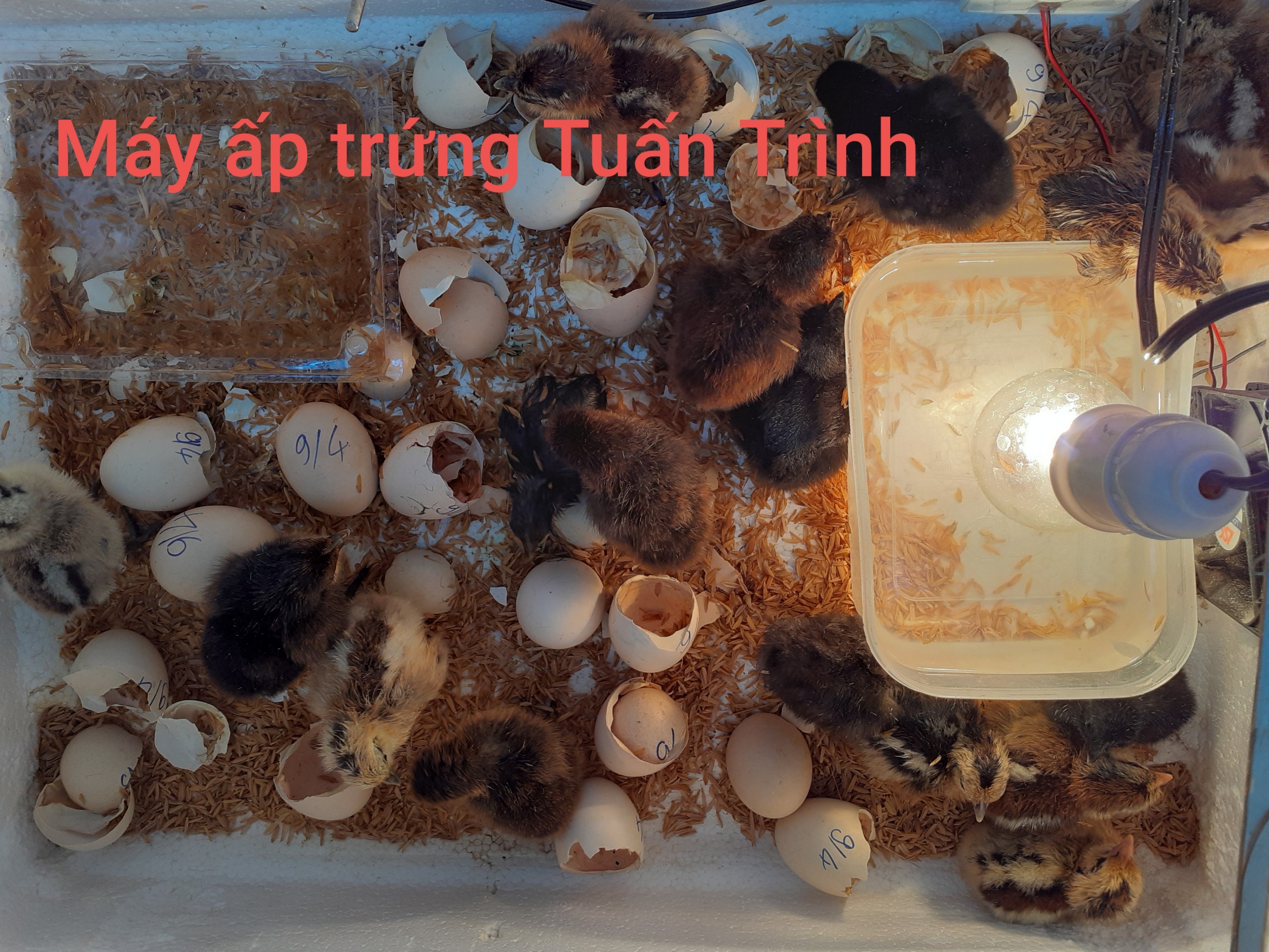 Máy ấp trứng Tự Chế với combo 8 món, Tỷ lệ nở cao