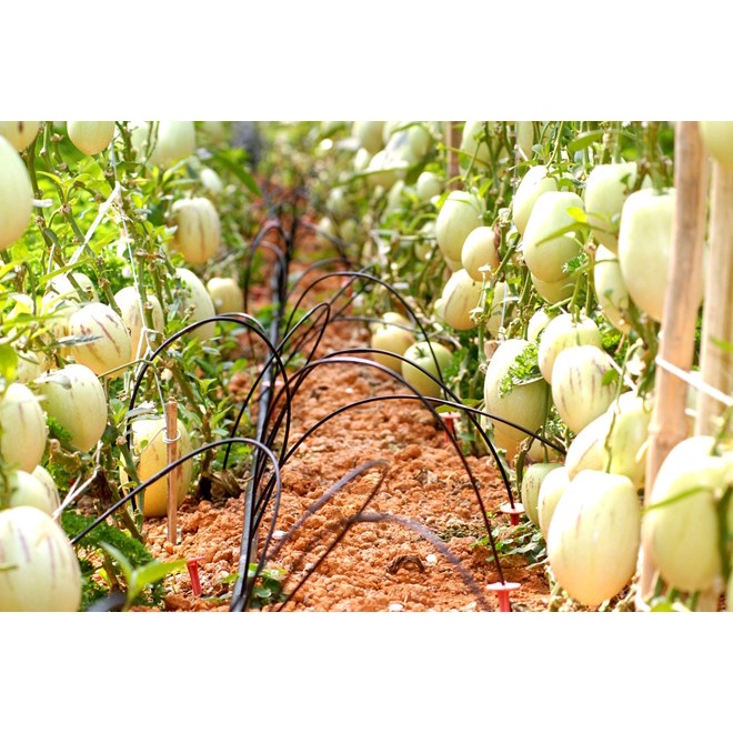 #Hạt Giống Dưa Pepino