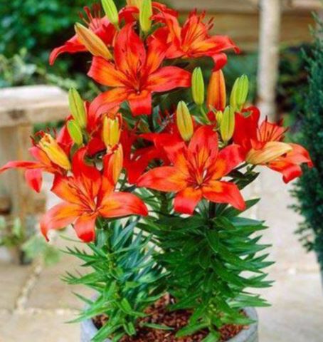 Củ ly cao Hà Lan thơm siêu hoa size 22/24  mix đủ màu