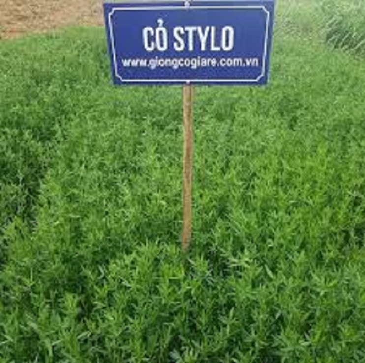 Hạt Giống Cỏ Stylo – Dinh Dưỡng Cao