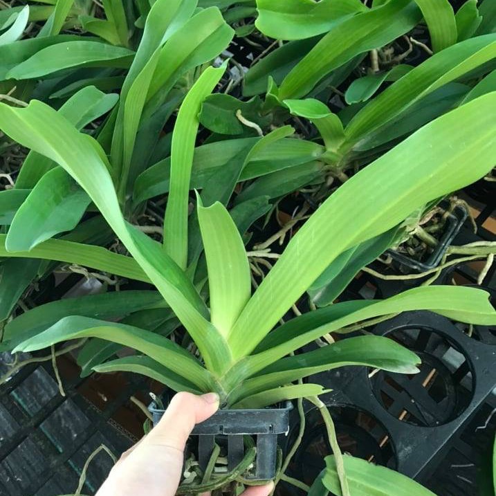 Lan Đai Châu - Ngọc Điểm - Nghinh Xuân Hàng Thái 100% 3 Năm tuổi sắp cho hoa