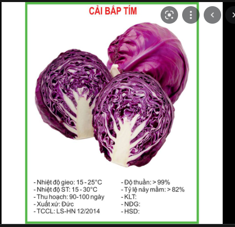 Hạt Giống Bắp Cải Tím Gói 2 Gram
