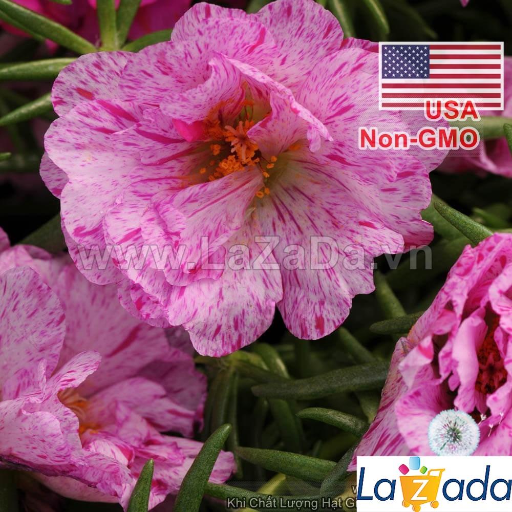 10h Hạt Giống Hoa Mười Giờ Mỹ Kép Mint F1 Cực Hiếm (C3.303| -KD: B9*V23*M203)