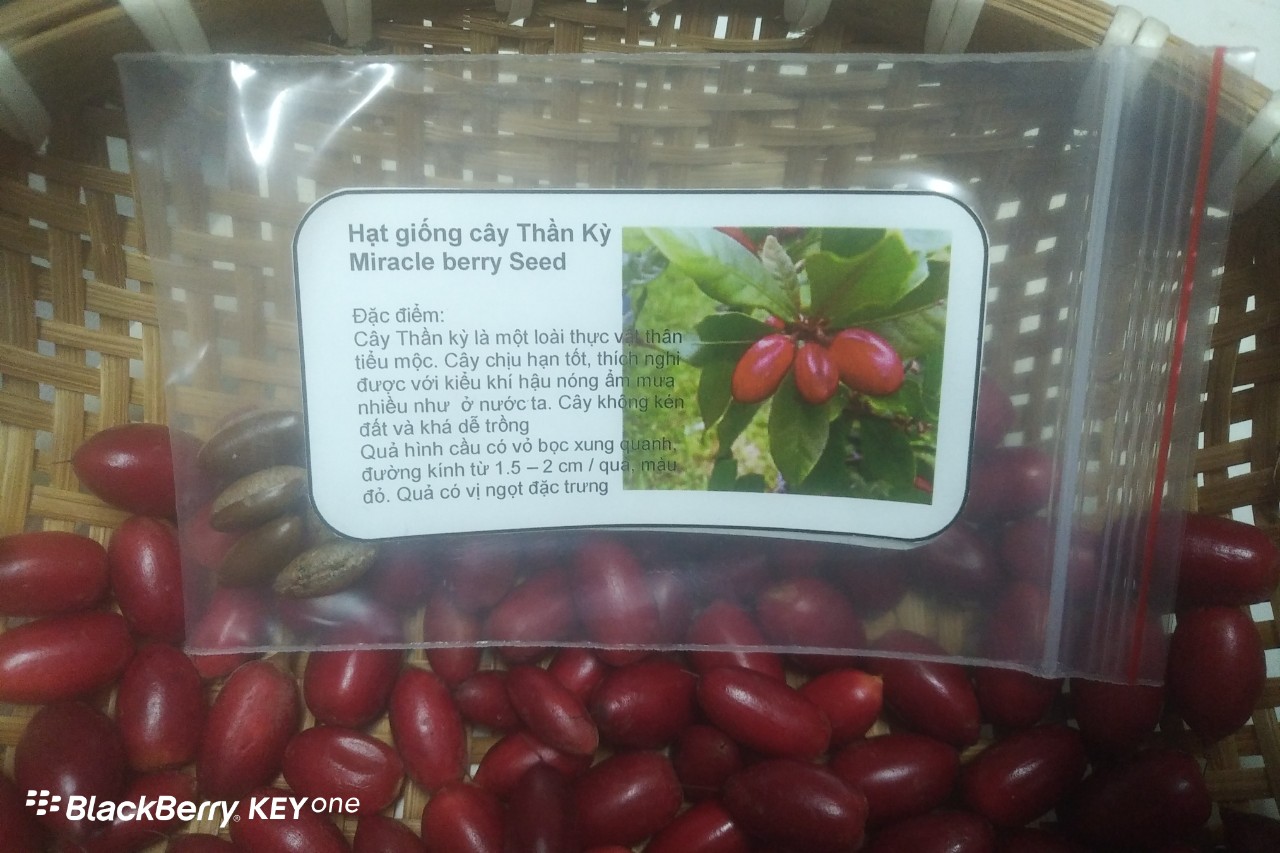 Túi zip 5 hạt giống cây thần kỳ miracle berry seed- hạt giống cây trồng