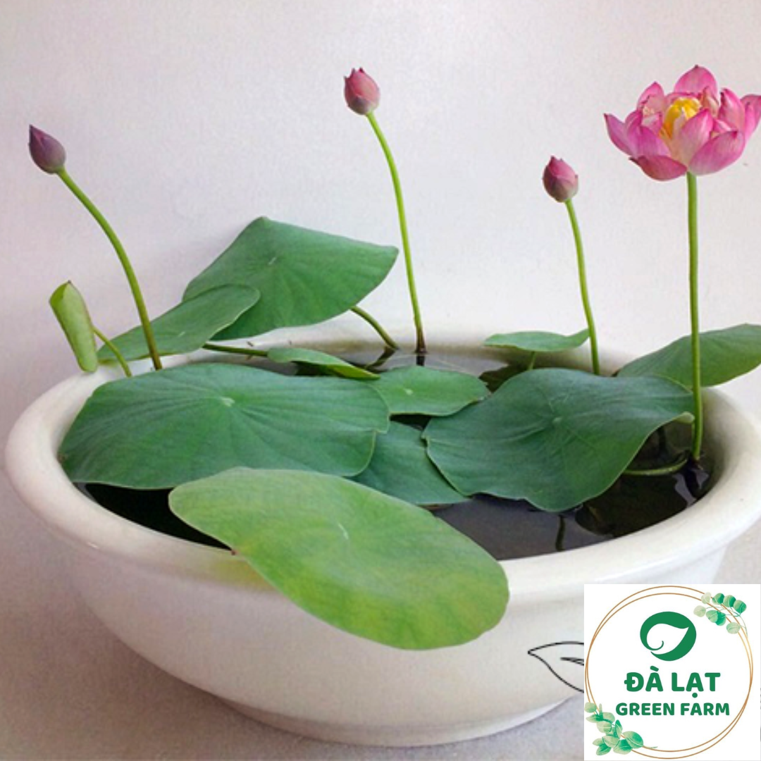 1K_Hạt Giống Hoa Sen Mini Nhật nhiều màu