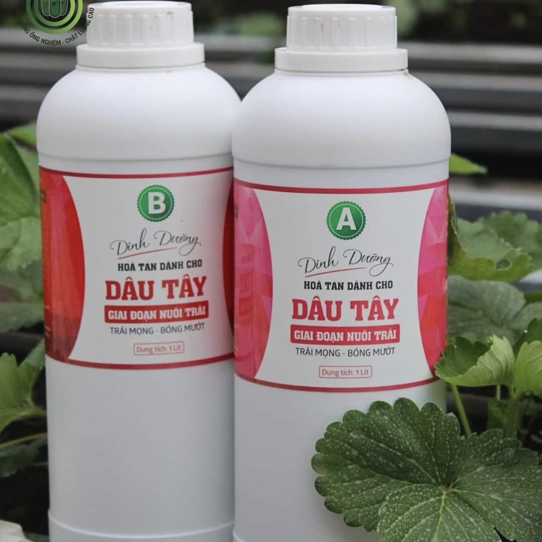 Phân bón cây dâu tây giai đoạn ra quả