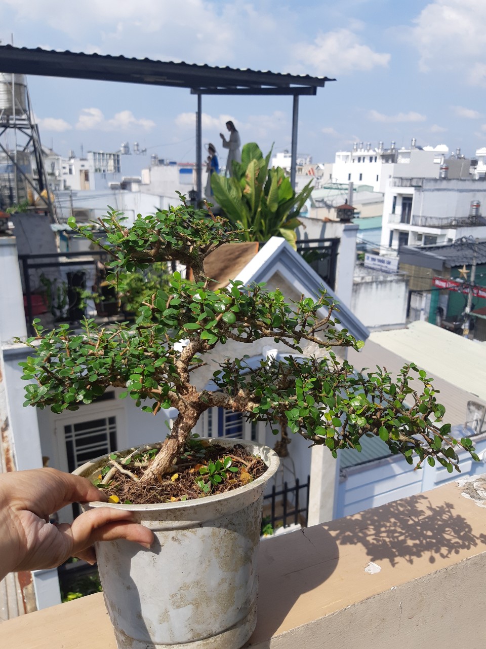 cây sam trái (sam núi) bonsai già