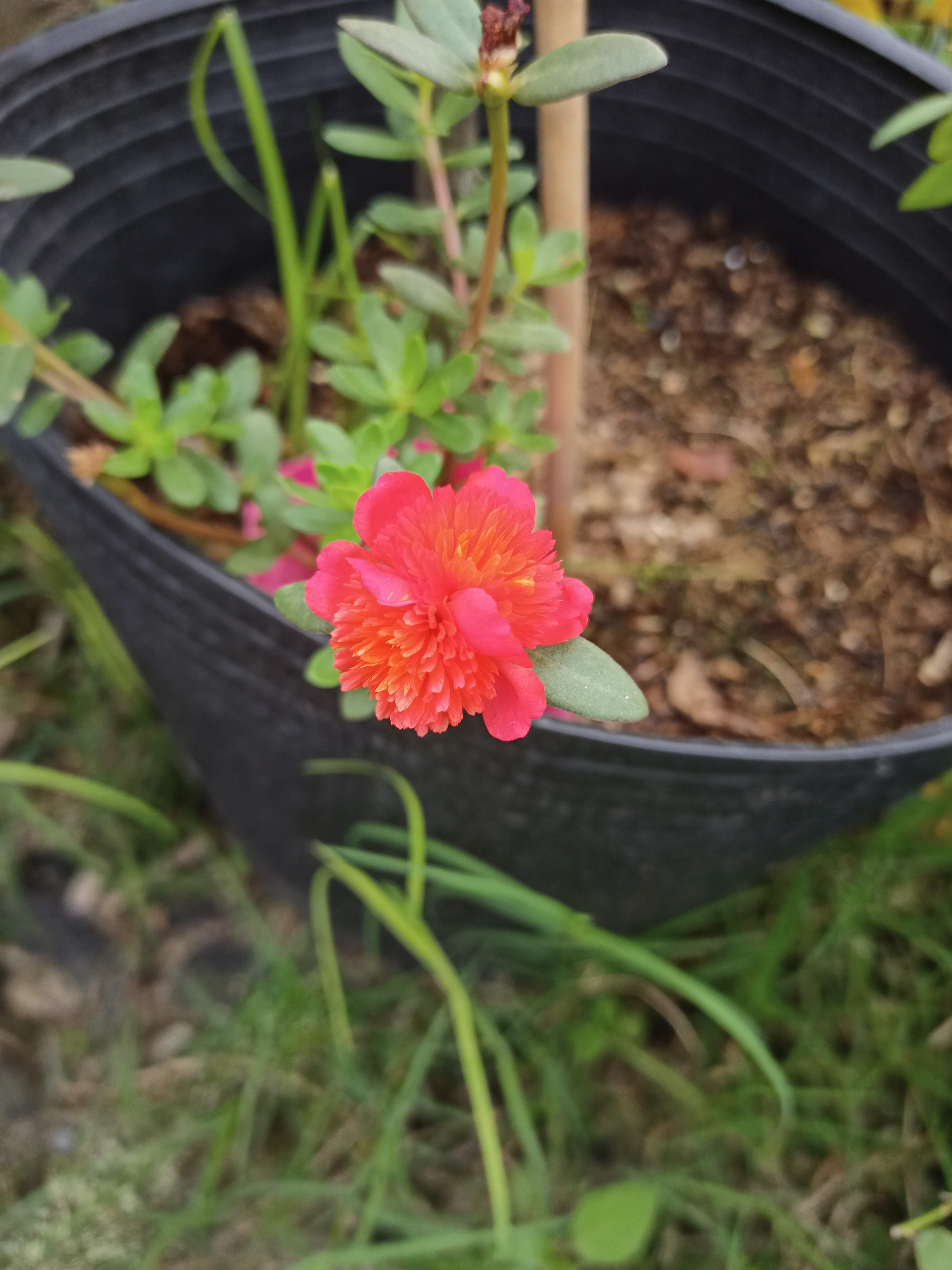 1 cây sam giống mới  - Summer Garden
