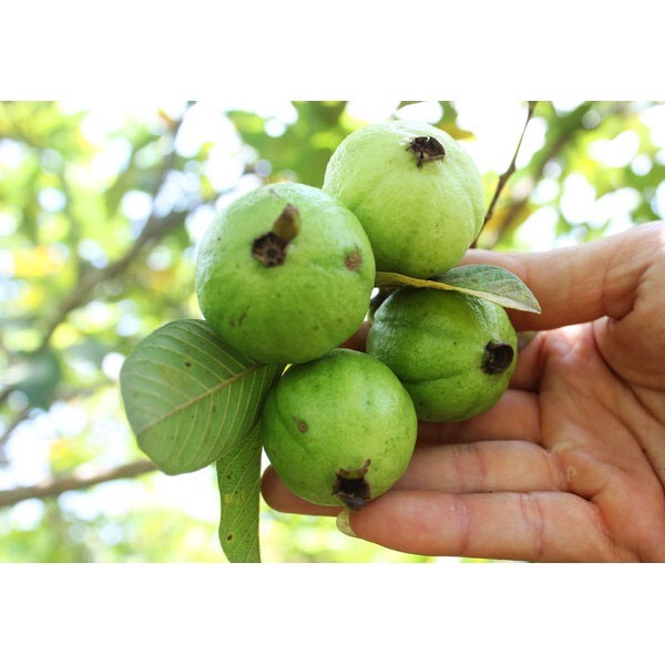 Cây ổi lùn đài loan