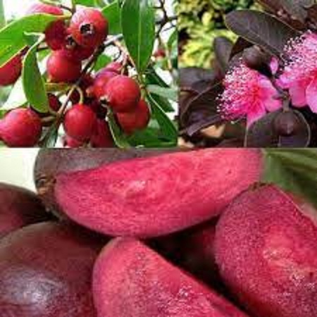 Hạt giống cây ổi tím thái lan-gói 10 hạt(tặng kèm phân bón)