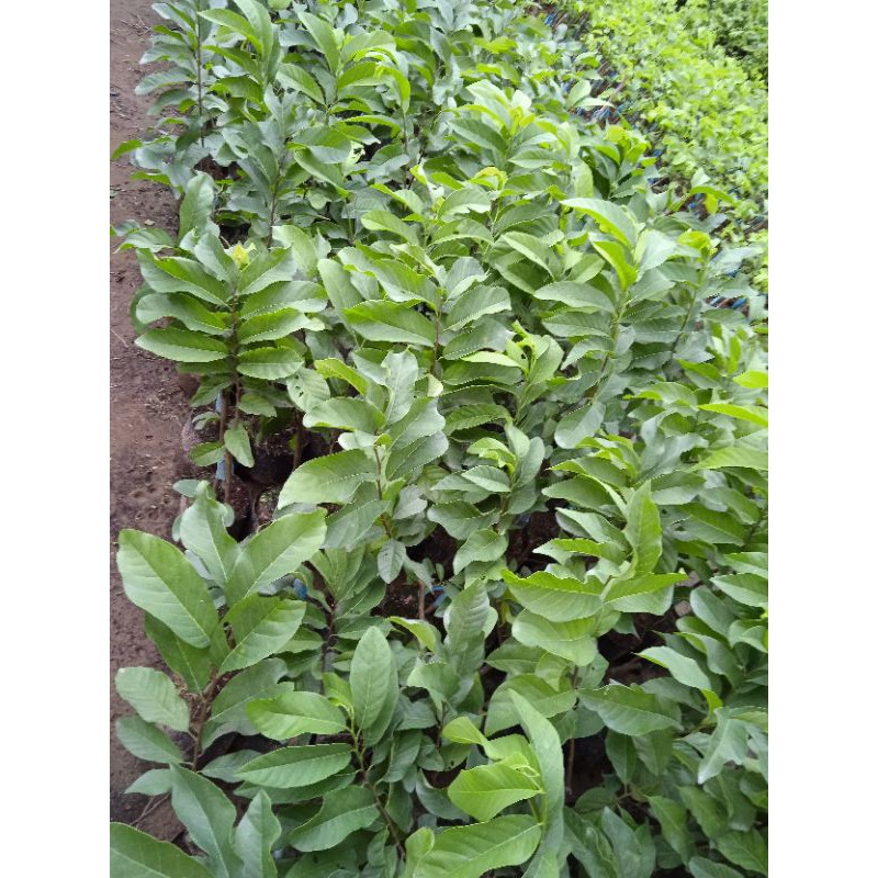 Giá Gốc - Mảng cau na thái