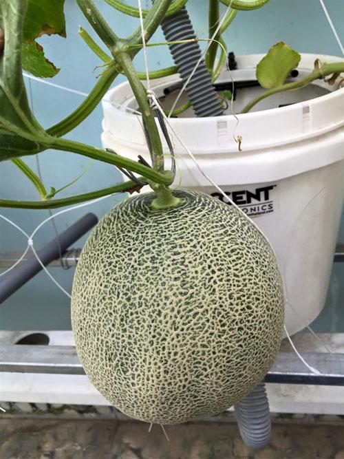 Dinh dưỡng thủy canh DƯA LƯỚI - Hydro Melon (10KG)