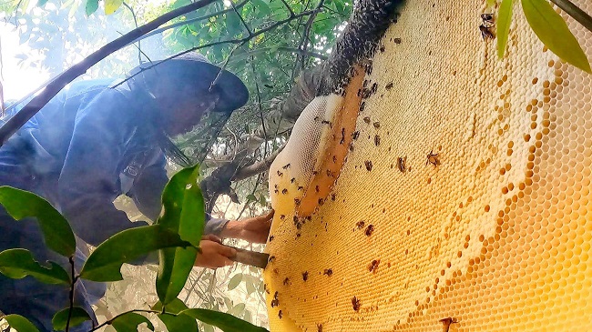 Mật Ong Rừng Tây Bắc