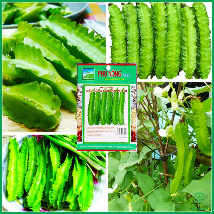 Hạt Giống Đậu Rồng Cao Sản 10Gr