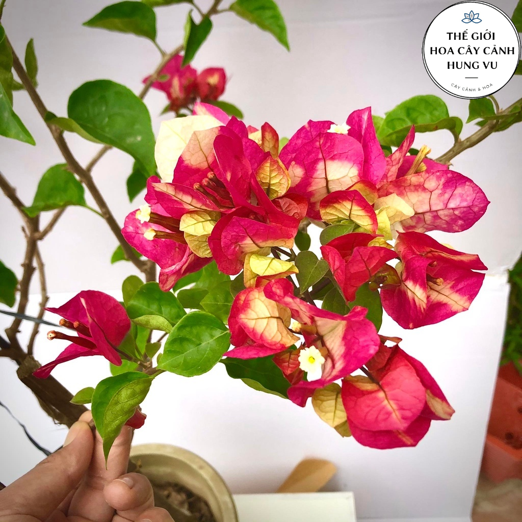 Cây hoa giấy đổi màu ấn độ cao 1m2 - hết hoa .