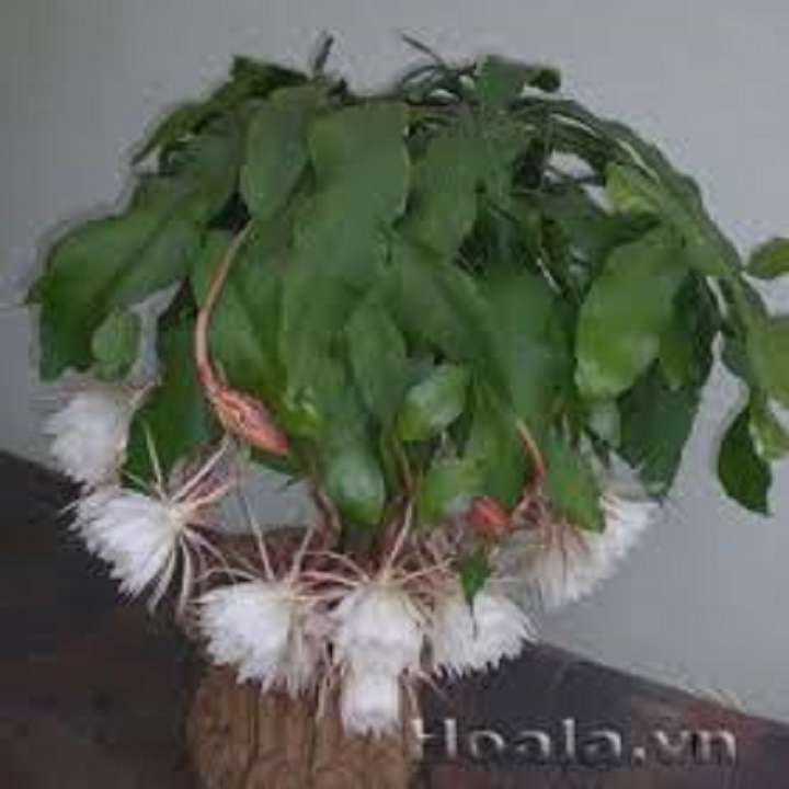 Cây hoa quỳnh đẹp- quỳnh dao cổ