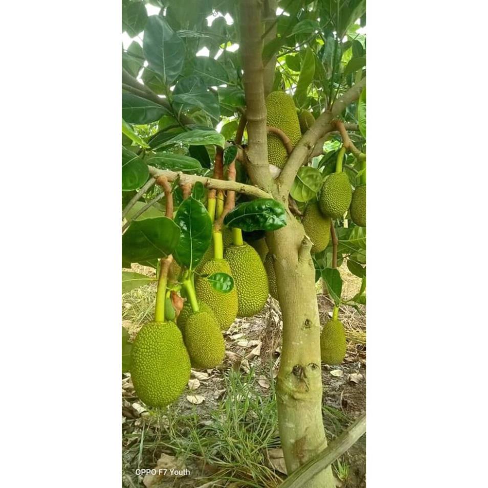 Cây Mít Thái  F1 Siêu Sớm