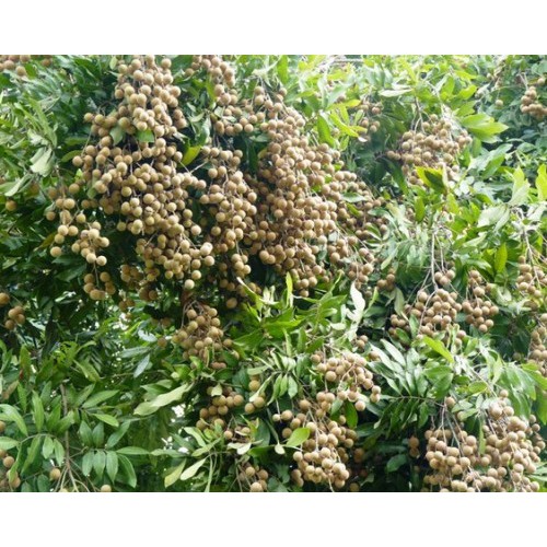 ( Cây ăn quả)NHÃN LỒNG SỚM