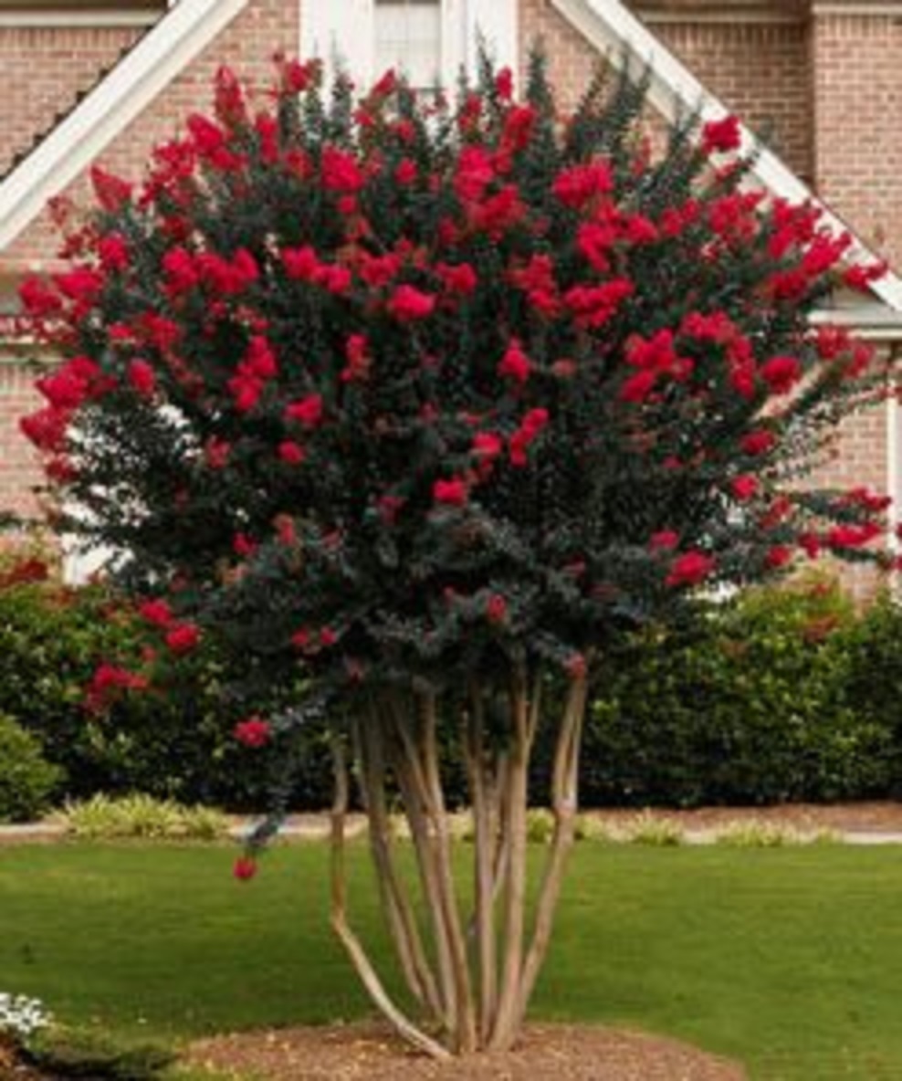 cây HOA TƯỜNG VI HUYẾT LONG - CỰC HIẾM - gửi đi nguyên bầu