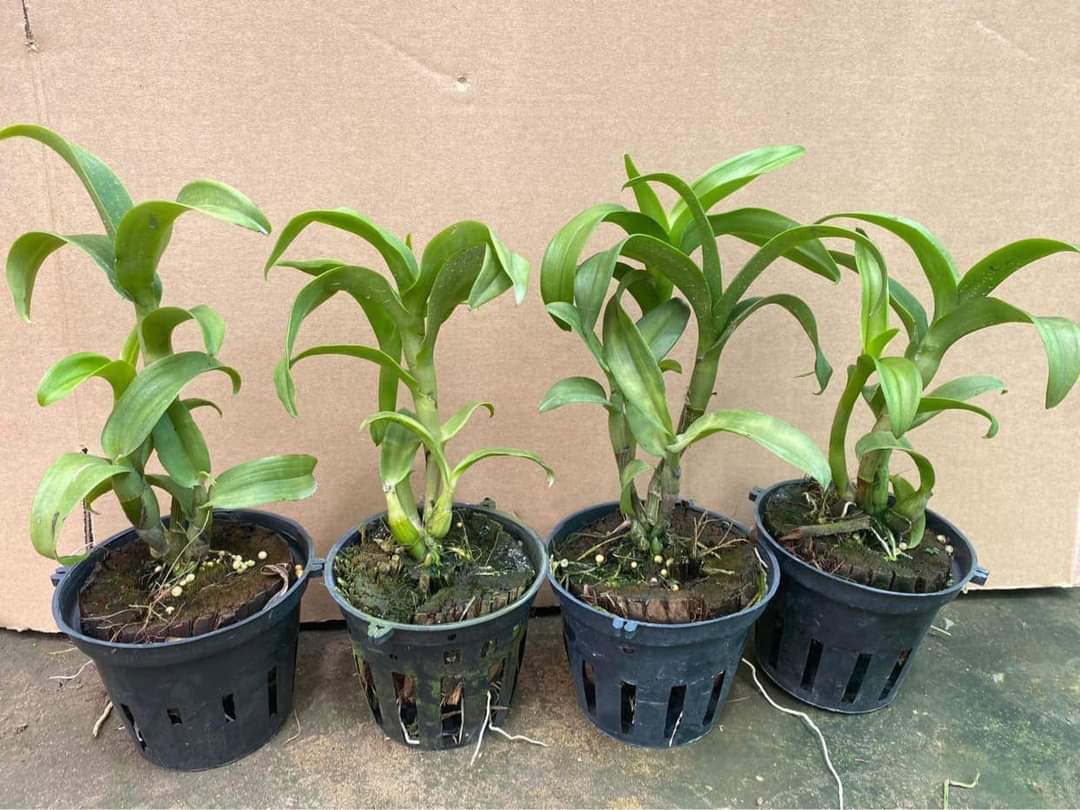HOA LAN DEN LAI CAT ĐẠI MỸ NHÂN