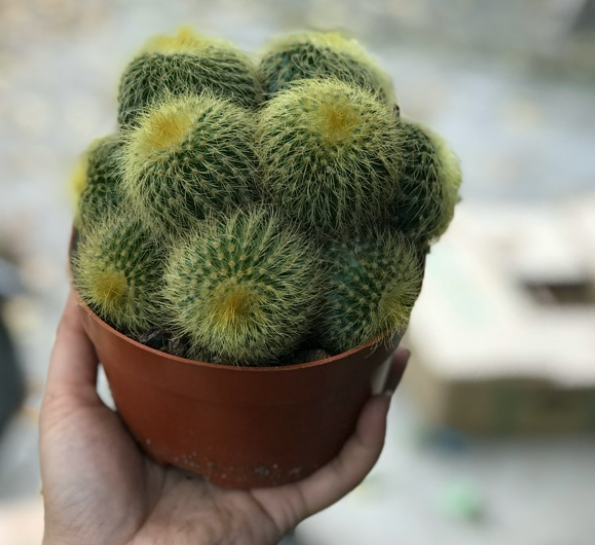 Bụi xương rồng len bụi - bóng vàng bui to