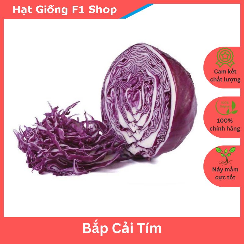 Hạt Giống Bắp Cải Tím Lai F1 Độ Đồng Đều Cao