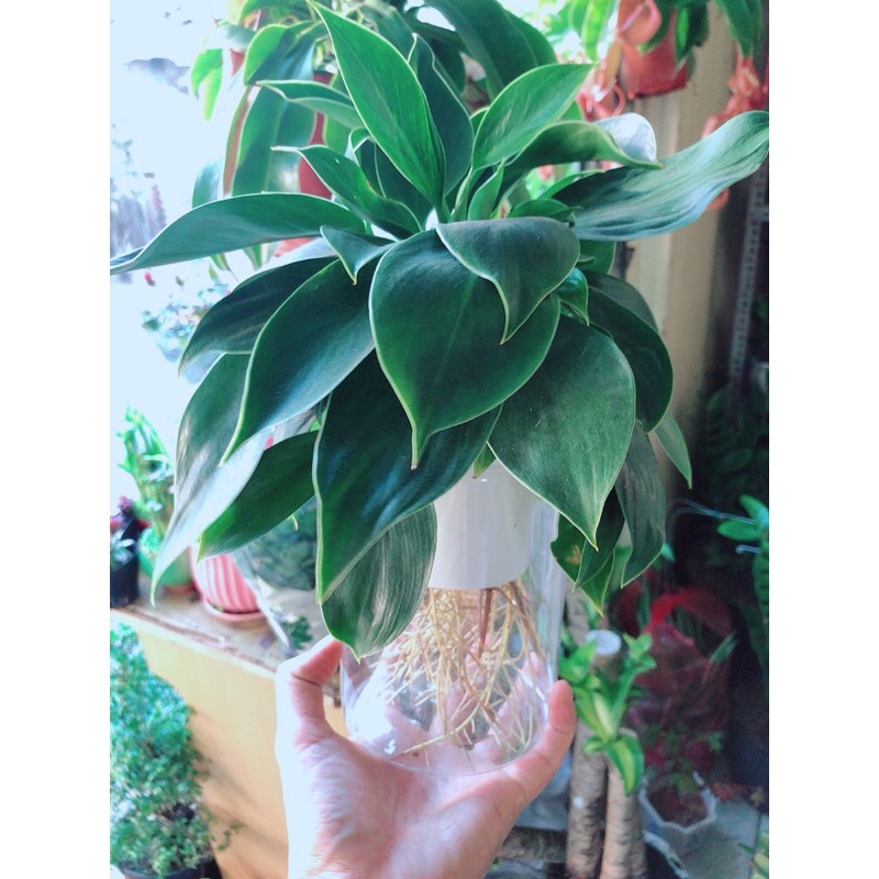 [HCM]Chậu Trầu Bà Đế Vương Thuỷ Sinh