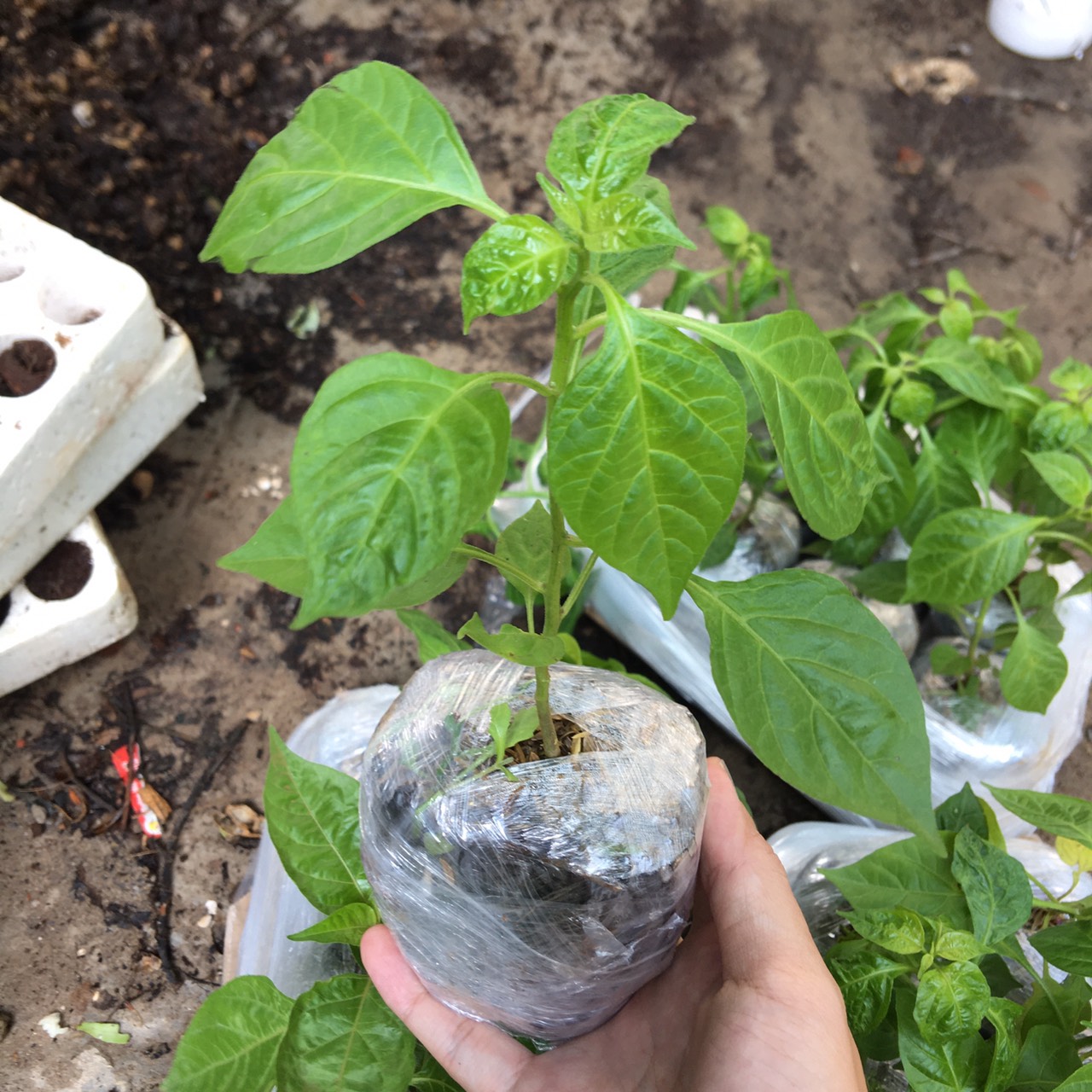 Chậu cây giống ớt Peru Aji Charapita