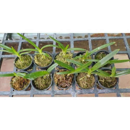 Hoa phong lan Kiếm vị hoàng hàng giống