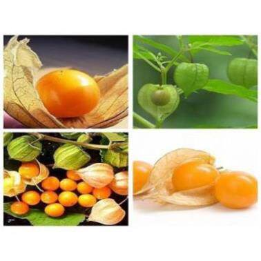 500gr cây tầm bóp khô (cây thù lù,lồng đèn)