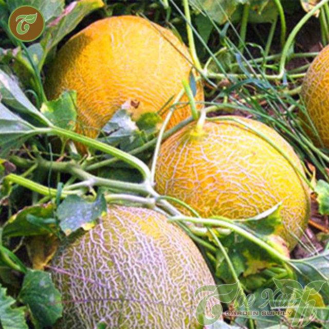 Hạt Giống Dưa Lưới Vỏ Vàng F1 gói 10 hạt - Sản phẩm uy tín chất lượng - mua ngay