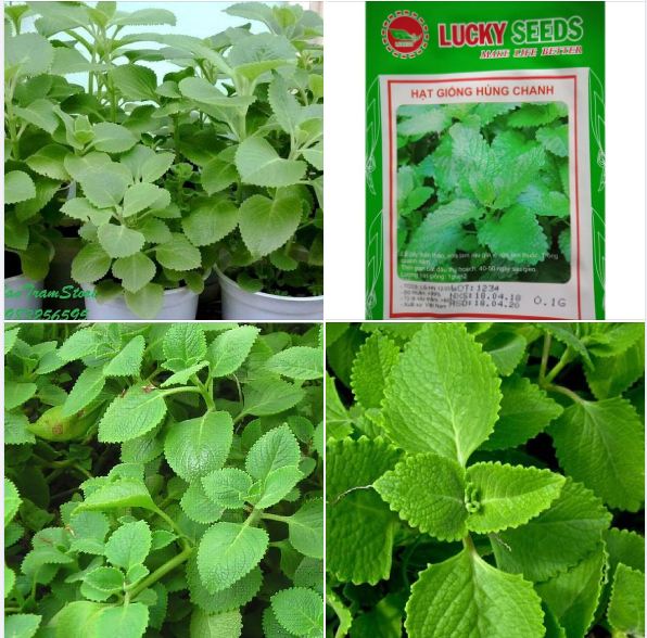 Hạt giống Húng chanh hay tần dày lá - 01gram (550 hạt )