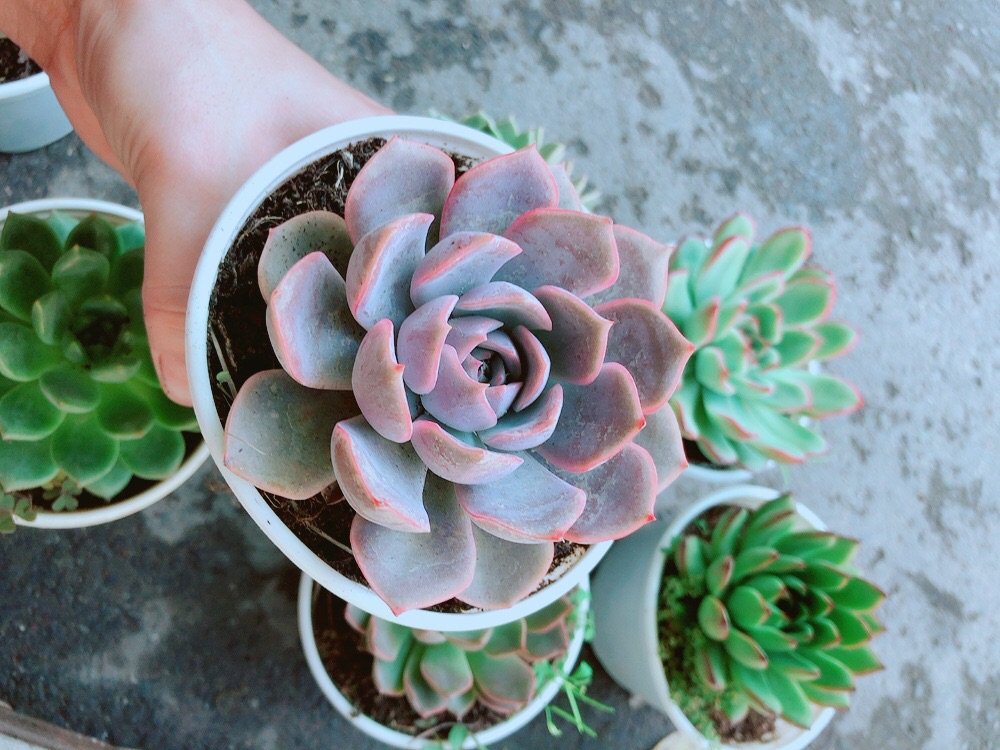 Chậu Sen Đá Tím Cánh Cứng