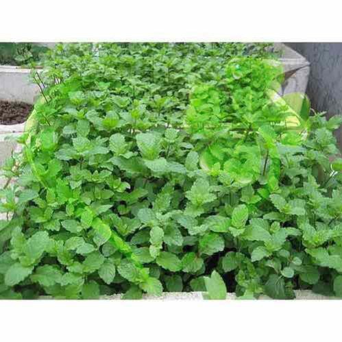 Hạt giống rau Húng Chanh gói 0,2 gram