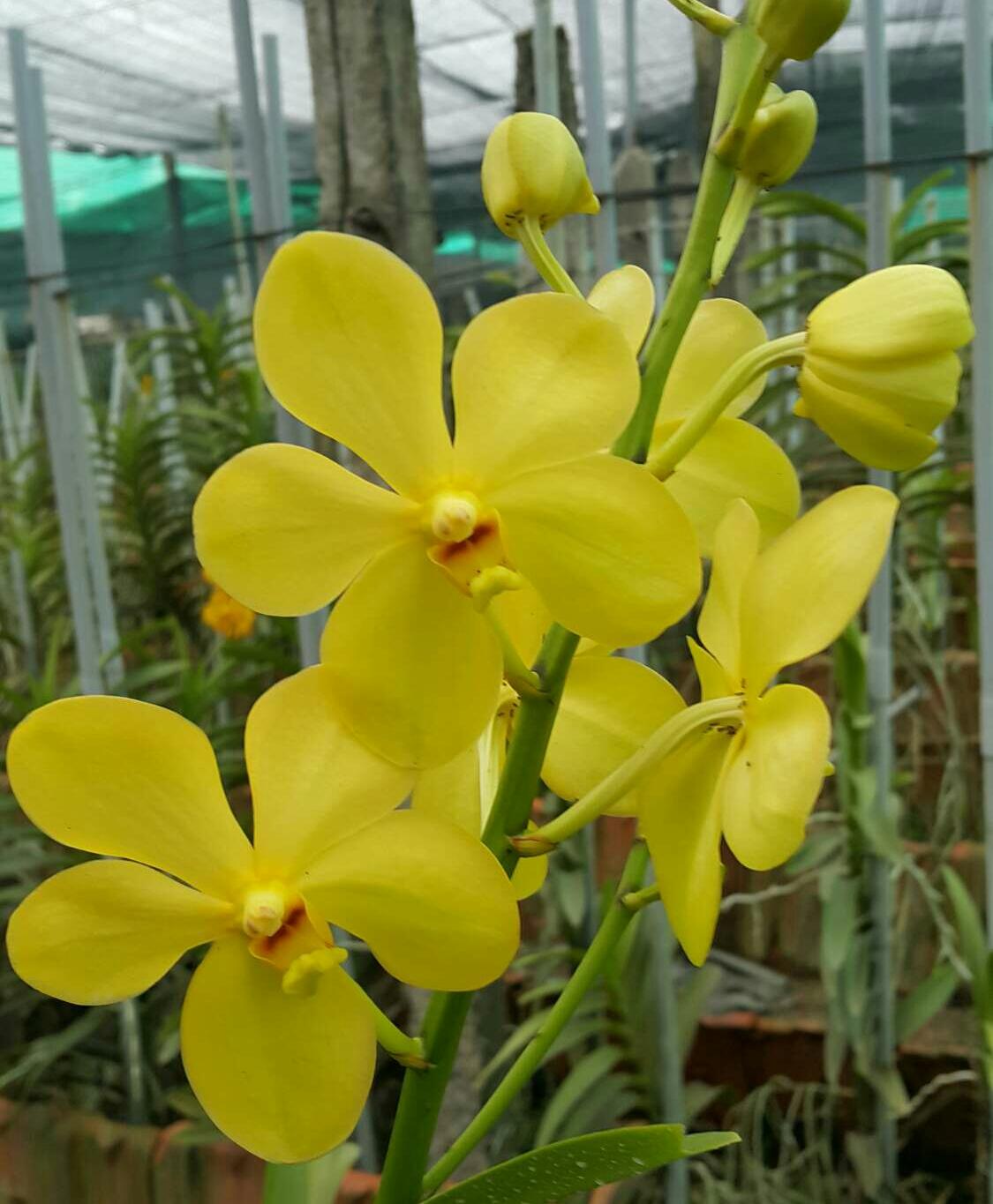 Lan mokara giống 1 thân đơn màu vàng