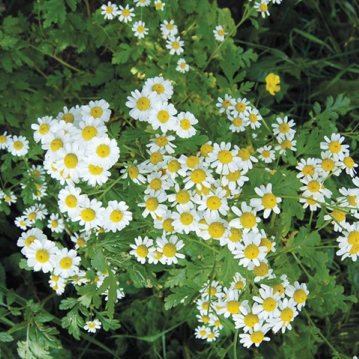 Hạt Giống Cúc Trà CHAMOMILE 216 (0.1g)